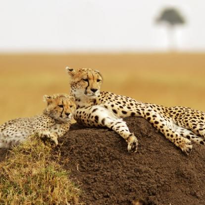 Voyage au Kenya : La Vallée du Rift, Menengai,Aberdares et Masai Mara