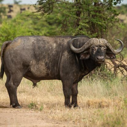Kenya : La Vallée du Rift, Menengai,Aberdares et Masai Mara