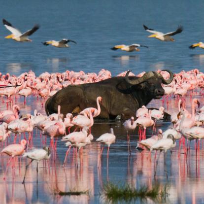 Circuit au Kenya : La Vallée du Rift, Menengai,Aberdares et Masai Mara