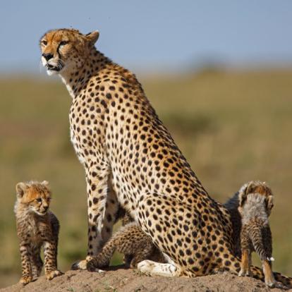 Voyage au Kenya : La Vallée du Rift, Menengai et Masai Mara