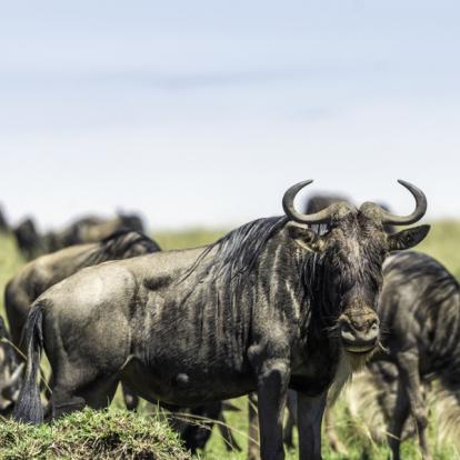 Voyage au Kenya : La Vallée du Rift, Menengai et Masai Mara