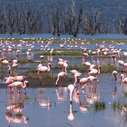 Voyage au Kenya : La Vallée du Rift, Menengai et Masai Mara