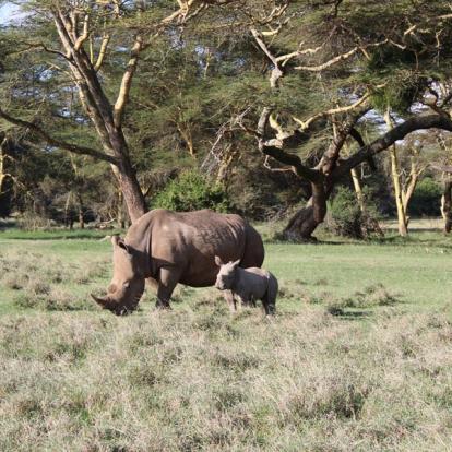 Voyage au Kenya : La Vallée du Rift, Menengai et Masai Mara