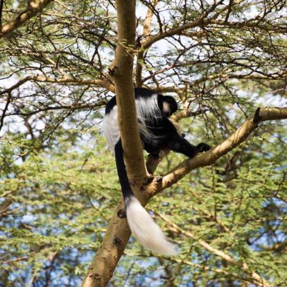 Circuit au Kenya : La Vallée du Rift, Menengai et Masai Mara