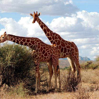 Voyage au Kenya : Safari dans le Nord Kenya