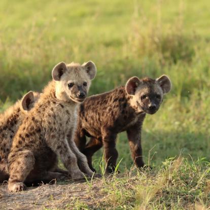 Kenya : Tourisme responsable et safaris au Kenya