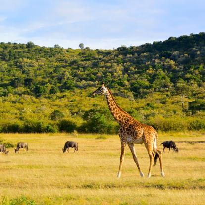 Kenya : Tourisme responsable et safaris au Kenya