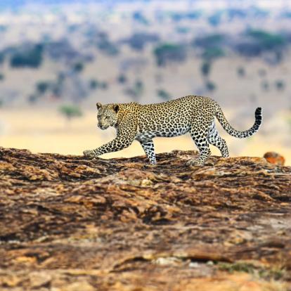 Kenya : Tourisme responsable et safaris au Kenya