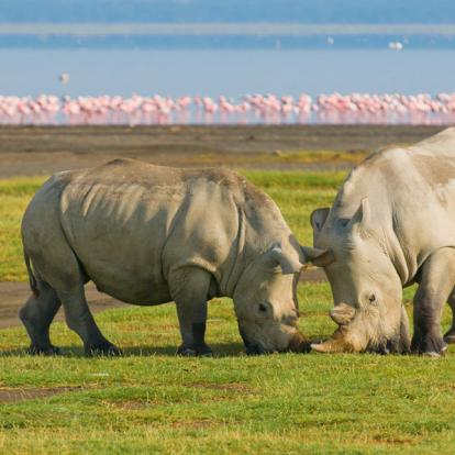 Kenya : Tourisme responsable et safaris au Kenya