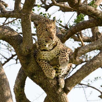 Voyage au Kenya : Trekking et Safaris