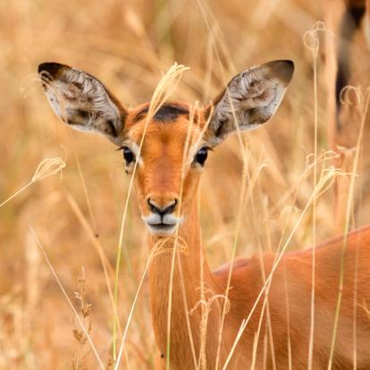 Voyage au Kenya : Trekking et Safaris