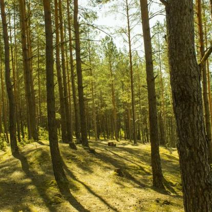 Circuit Pays Baltes : Les Parcs de Lituanie