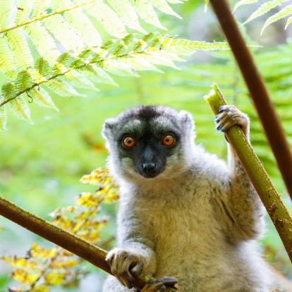 Voyage à Madagascar: L'Est Tropical
