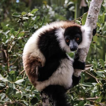 Voyage à Madagascar: L'Est Tropical