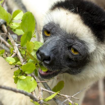 Voyage à Madagascar: Le Trekking de l'Est
