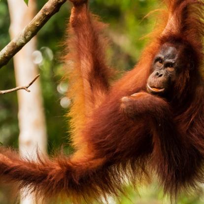 Voyage en Malaisie : Aventure à Bornéo