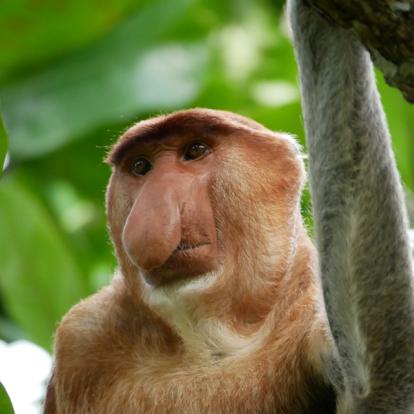 Voyage en Malaisie : Aventure à Bornéo