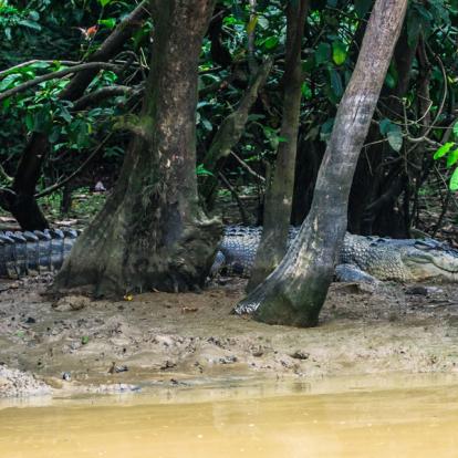 Voyage en Malaisie : Aventure à Bornéo