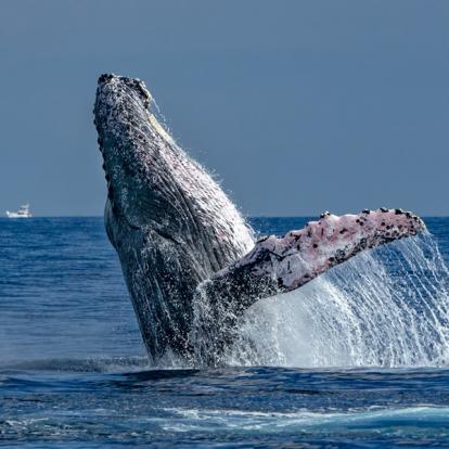 Voyage au Mexique : Sur La Route du Pacifique