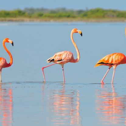 Voyage au Mexique - Yucatan Verde