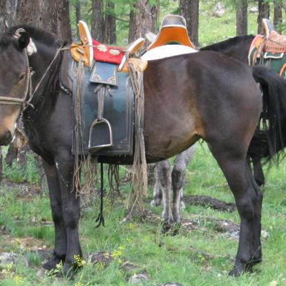 Voyage en Mongolie : Randonnée Equestre au lac de Khagiin Khar Nuur