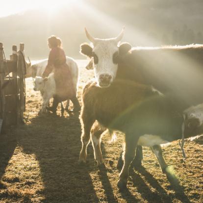 Circuit en Mongolie : Randonnée et yourte, chez l’habitant