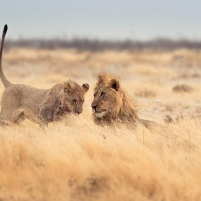 Safari au Mozambique : Entre Brousse et Iles Tropicales