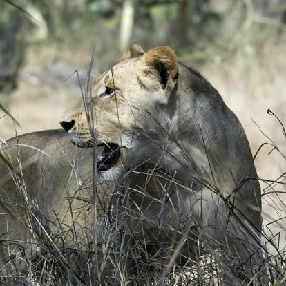 Safari au Mozambique : Safari et Plage de Rêve