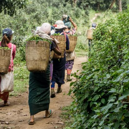 Circuit en Birmanie : Trekking au Triangle d’or et ses Multiples Ethnies