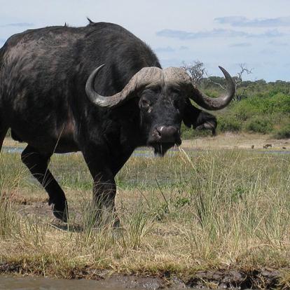 Voyage en Namibie : Caprivi, Du Kalahari aux Chutes Victoria