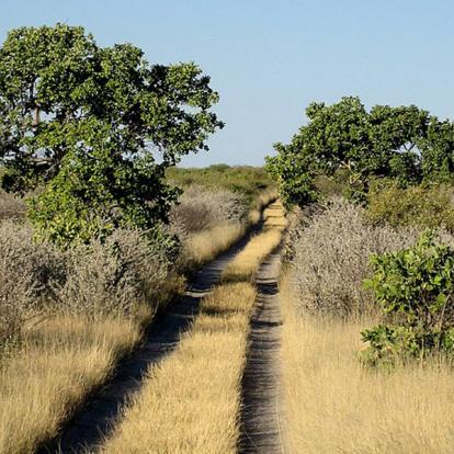 Piste dans le kalahari Voyage en Namibie : Caprivi, Du Kalahari aux Chutes Victoria