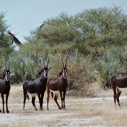 Circuit en Namibie : Caprivi, Du Kalahari aux Chutes Victoria
