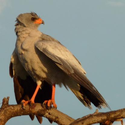 Safari sur Mesure Namibie : Oiseaux Endémique du Namib