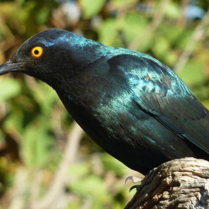 choucador à épaulettes rouges Safari sur Mesure Namibie : Oiseaux Endémique du Namib