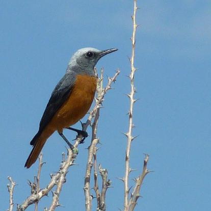 Safari sur Mesure Namibie : Oiseaux Endémique du Namib