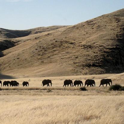 Safari en Namibie : Les Rivières Ephémères