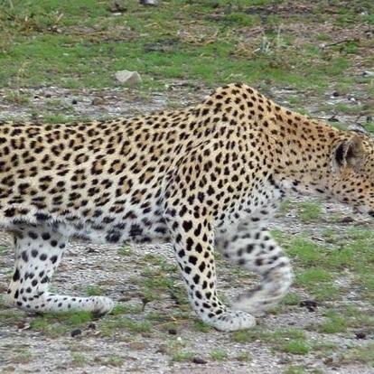 Safari en Namibie : Les Rivières Ephémères