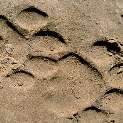 Safari en Namibie : Les Rivières Ephémères
