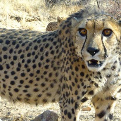 Safari en Namibie : Les Rivières Ephémères