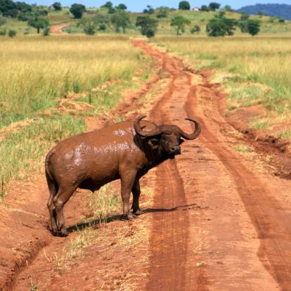 Circuit en Ouganda : La Perle de l'Afrique