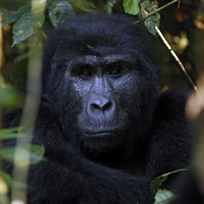 Voyage en Ouganda : La Perle de l'Afrique