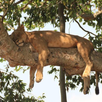 Voyage en Ouganda : La Perle de l'Afrique