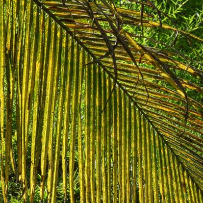 Voyage en Ouganda : La Perle de l'Afrique