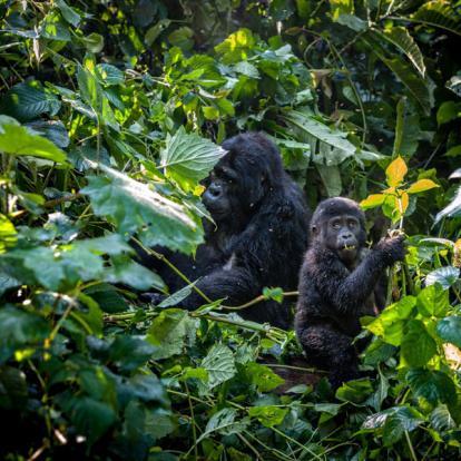 Voyage en Ouganda : De la Source du Nil aux Gorilles des Virunga