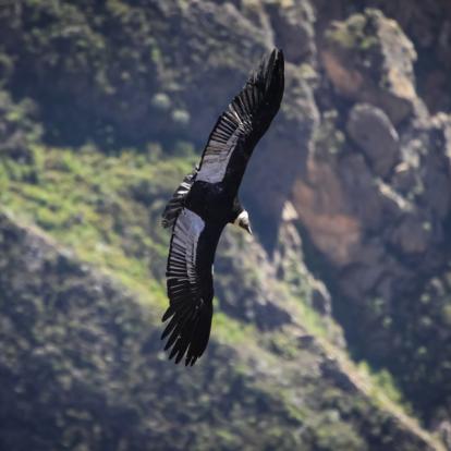 Circuit au Pérou : De l'Altiplano à l' Amazonie