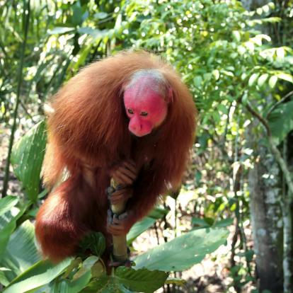 Voyage au Pérou : Aventures Amazoniennes