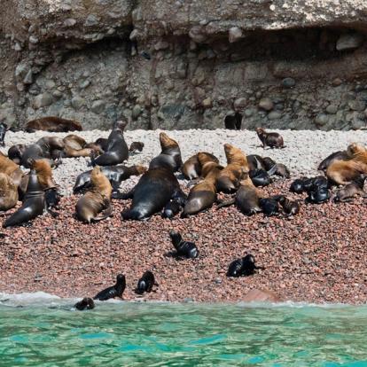 Voyage au Pérou : Les Incontournables et la Côte Pacifique