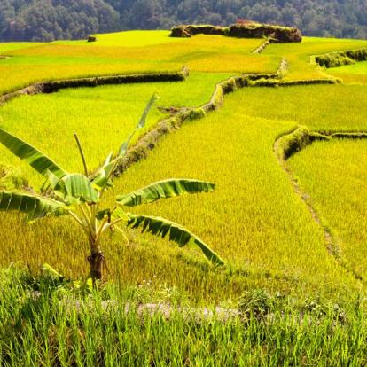 Voyage aux Philippines - Ephémère Ifugao