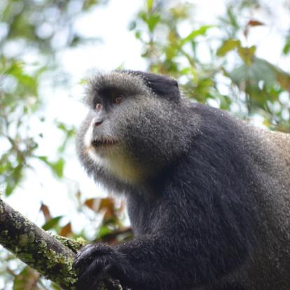 Voyage au Rwanda : Gorilles, Primate et Lacs