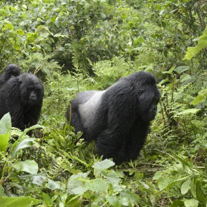 Circuit au Rwanda : Gorilles, Primate et Lacs